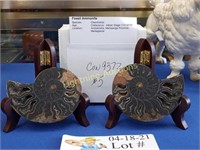 TWO FOSSIL AMMONITES WITH WOOD DISPLAY STANDS