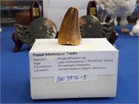 FOSSIL MOSASAUR TOOTH