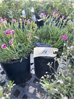 2  Lots of 1 ea 1 Gal Hardy Carnation