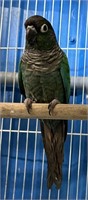 Unsexed-Turquoise Conure-Young