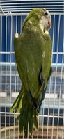 Unsexed-Green Quaker Parrot-Young, was handraised