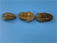 Lot of 3 ancient fossil                (I 99)