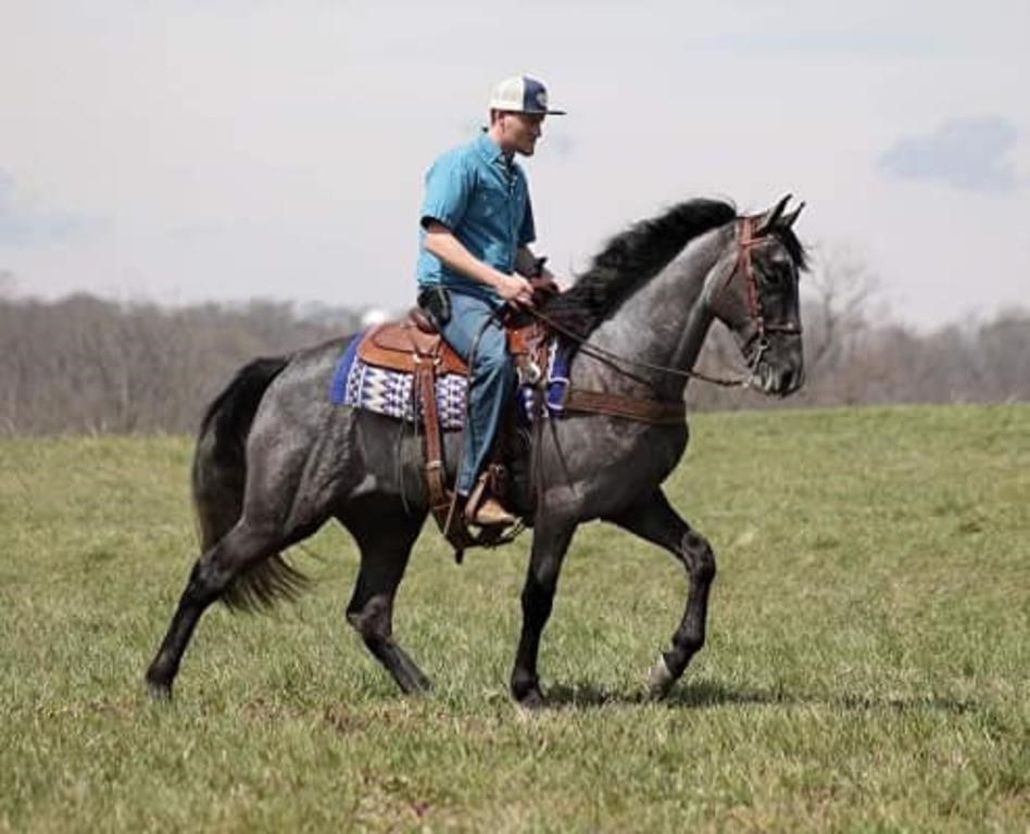 Cobalt - Beautiful 3 YO Gray TWH Gelding