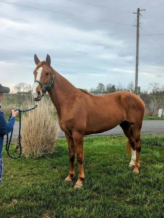 Coin's Delta Dawn - 2017 Model TWH  Sorrel Mare