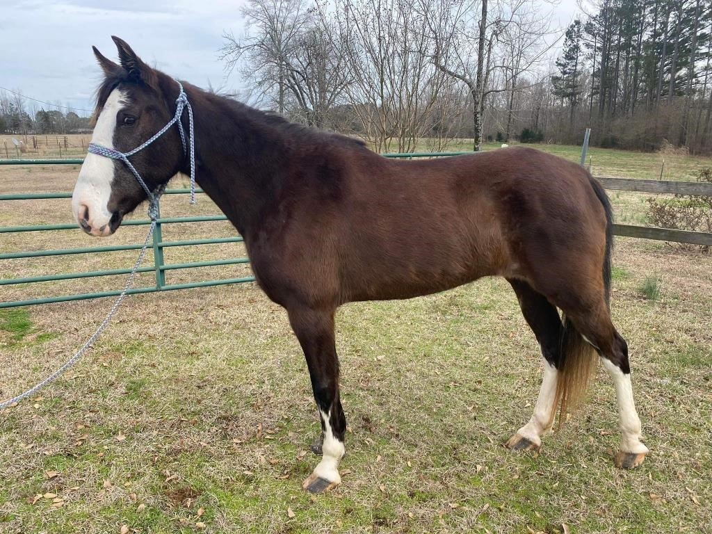 Lady - 11 YO Saddlehorse Mare