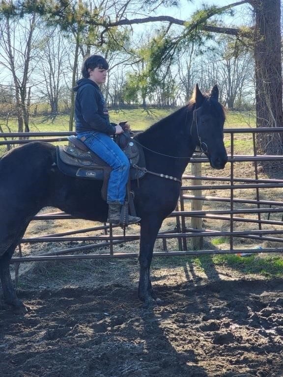 Perfection's Royal Power - Reg. Black TWH Mare