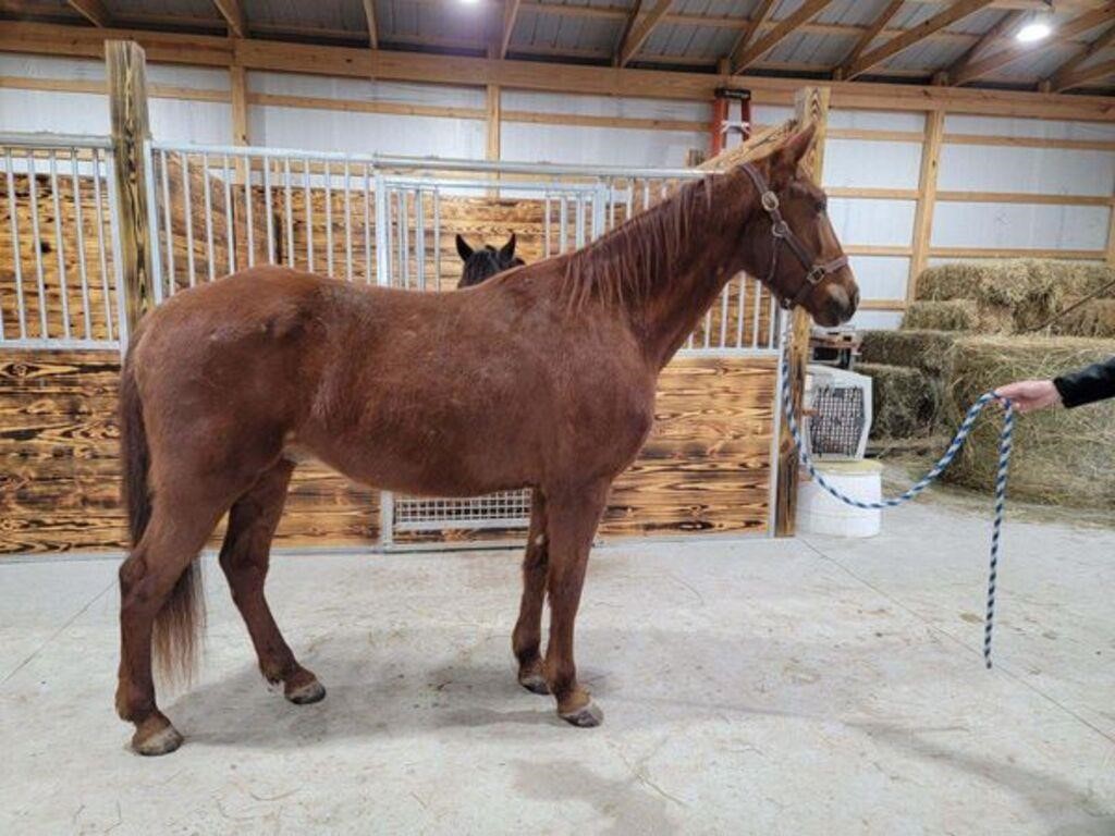 Joe - 9 YO Sorrel Gelding