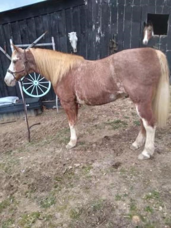 Rusty - 11 YO Red Roan Gelding