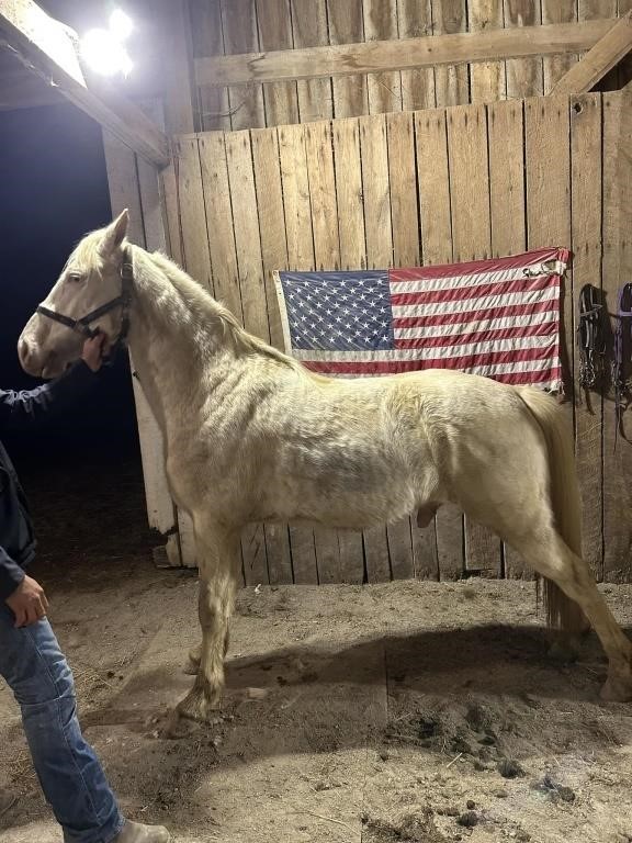 Waylon - 6 YO Cremello Gelding