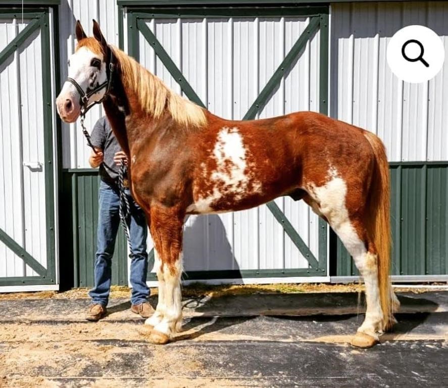 Van Gogh - 8 YO Sorrel Overo Gelding