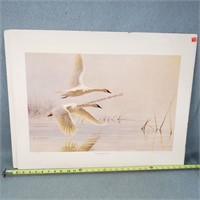 Swan Print 29 x 22