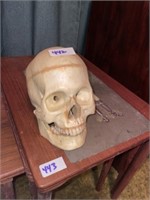 Lab Skull (Synthetic Resin ~ Prior Brain repair)