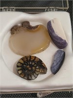 Ammonite & Rock Specimens