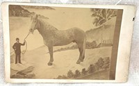1893 Percheron/Clydesdale Horse "Major" Albumen
