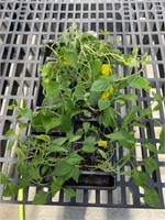 Cilantro pack, 7 roma tomatoes, 3 long peppers, 3