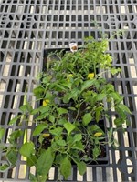 Cilantro pack, 2 yellow pear tomatoes, 7 cali