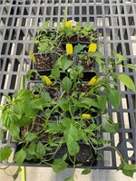 Cilantro pack, 3 yellow pear tomatoes, 7 cali