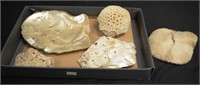 Five vintage coral & shell specimens