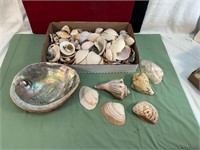 BOX OF SEASHELLS