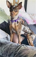 Female-Miniature Pinscher-Choc Merle, intact, 4 yr