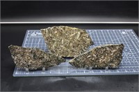 Turritella slabs, Wyoming, 1 lb 2.2 oz