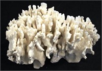 Cactus coral specimen