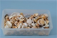 Containter of Assorted Seashells and Coral