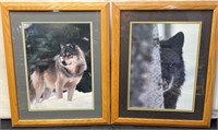 2x Framed Wolf Photos