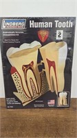 Lindburg Science Kit Human Tooth Anatomically