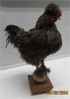 TAXIDERMY CHICKEN STANDS 19.5" TALL ON WOOD BASE