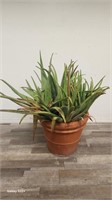 Live aloe vera plant in a terracotta  pot, 24 "x