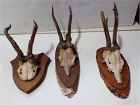 Small Antlers mounts