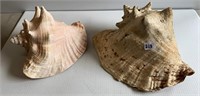 2 Large Sea Shells (see photo)