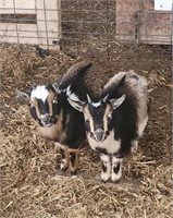 Left Side-Doeling-Pygmy Goat- Weanling baby!