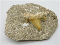 SHARK TOOTH IN MATRIX ROCK STONE LAPIDARY SPECIMEN