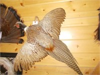 Pheasant Mount