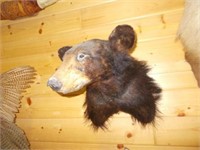 Black Bear Mount