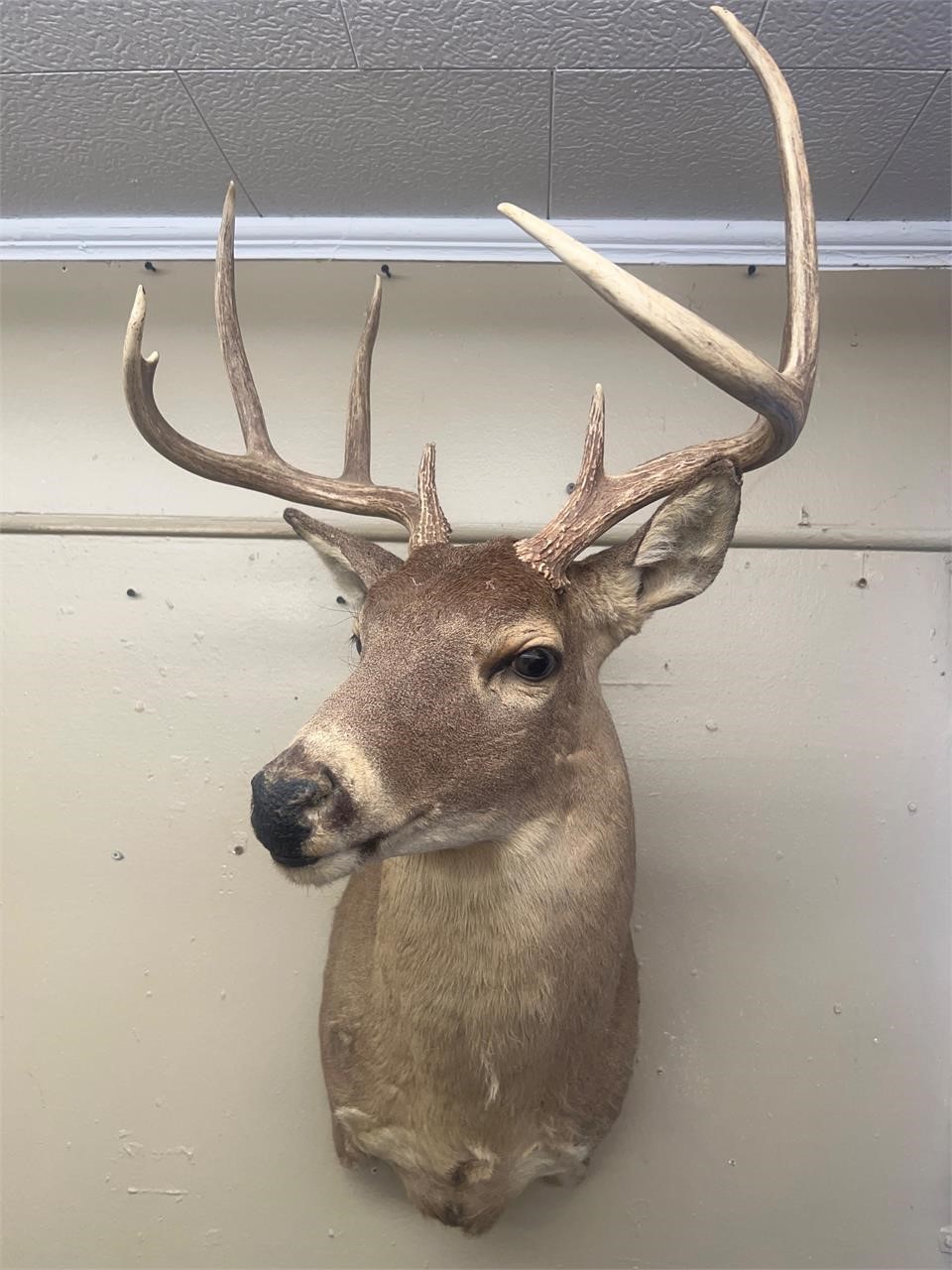 Deer shoulder mount 8pt 34” T