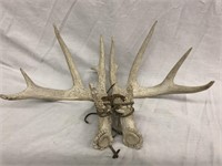 Whitetail Deer antlers perfect for rattling