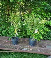 2 Blu-Ray White Kousa Dogwood Plants