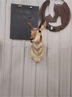 Antelope mount