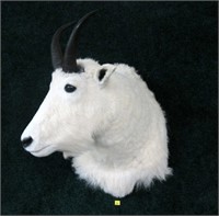 Mountain goat trophy mount
