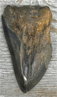 Prehistoric Megalodon Fossil Tooth