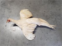 White Pheasant Taxidermy mount
