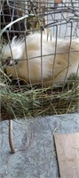 silkie rooster