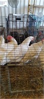 leghorn hens one rooster