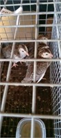 Baby Guineas