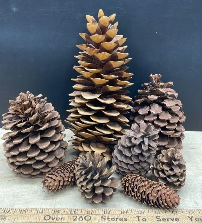 Pinecones of Varying Sizes