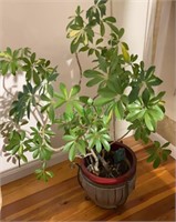 Planter stand with live tree