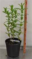 Spearmint potted plant
